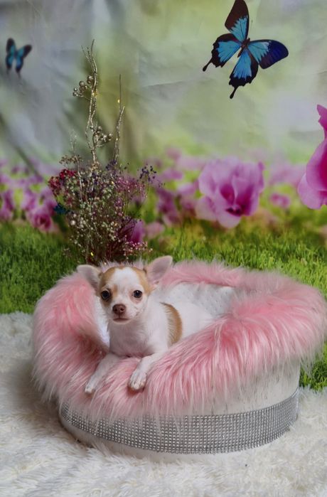 Urocza sunia Chihuahua krótkowłosa