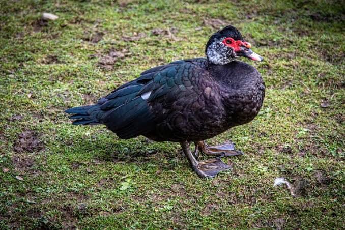 Gansos de Guine e dois Patos