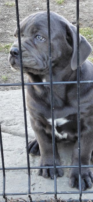 Cane corso suczka