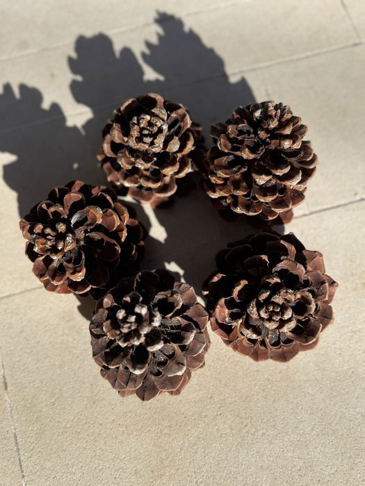 Pinhas de Pinheiro-Manso – 4 Kg por 5 € | Promo 3 sacos = 14€
