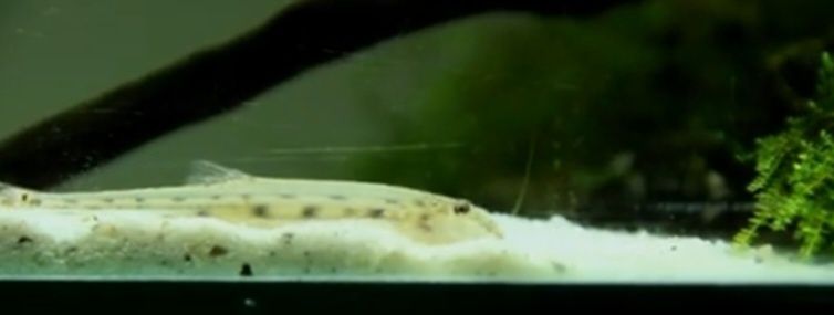 Cierniooczek długonosy – Mułojad