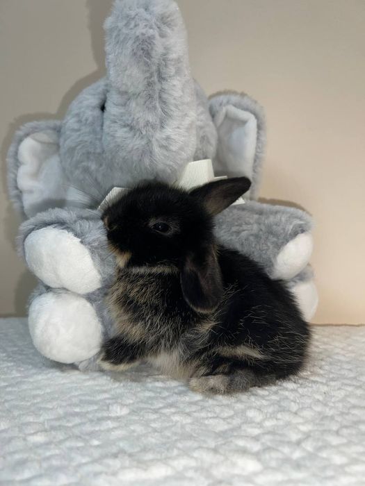 Декоративний кролик , окрас чорний оттер