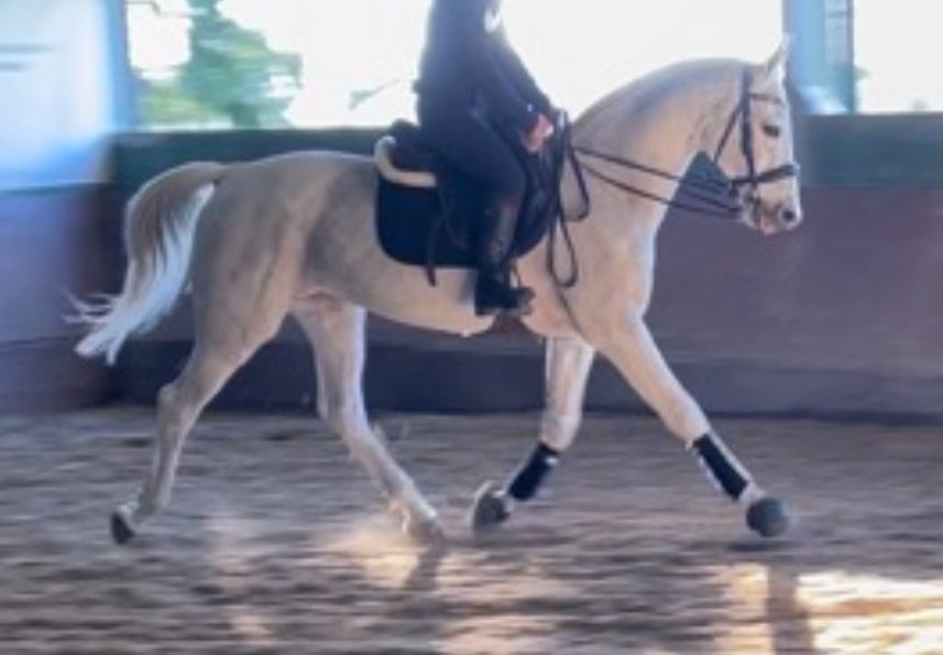 Cavalo para lazer