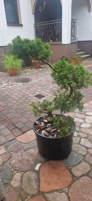 Sprzedam bonsai do ogrodu