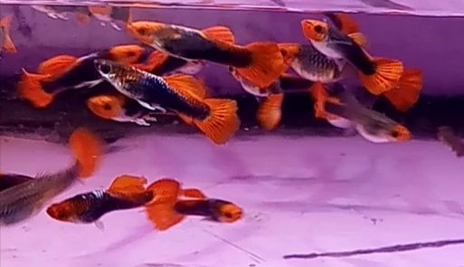 rasowy Gupik koi kohaku tuxedo