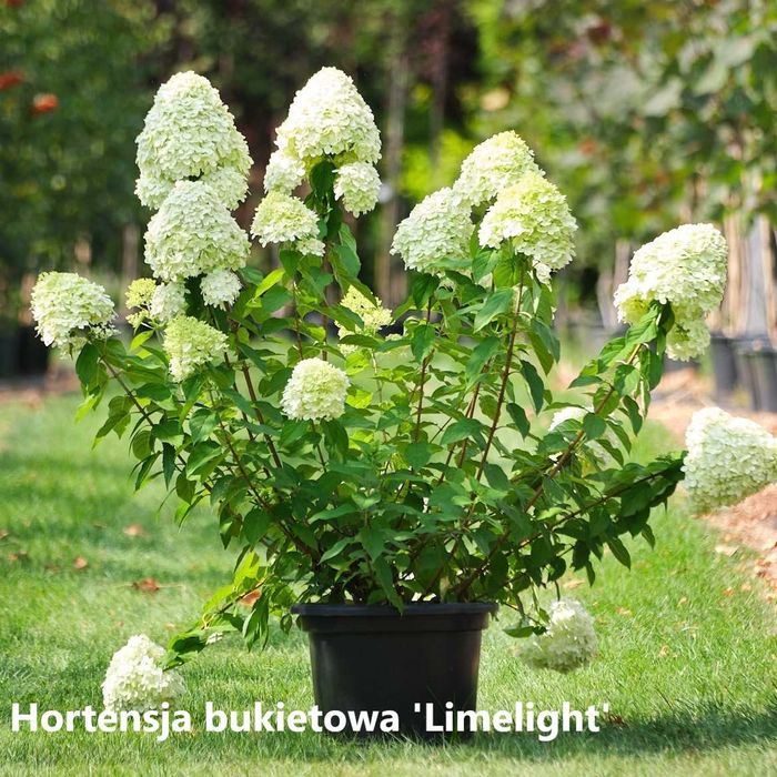 Grusza drobnoowocowa 'Chanticleer'