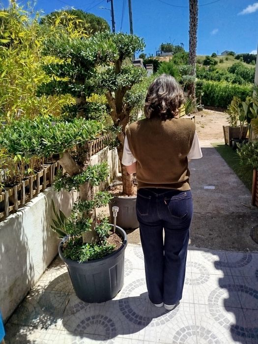 Oliveiras de ornamentação