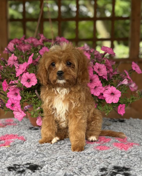 Cavapoo - kawaler