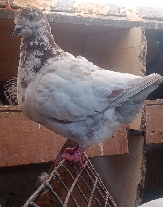 Gołąb King młody