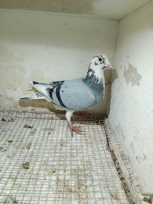 27.Gołębie pocztowe. Samice DV 2025.