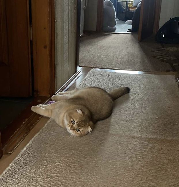 Вязка золотої шиншилли