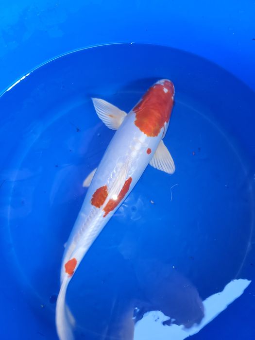 Japońskie karpie koi