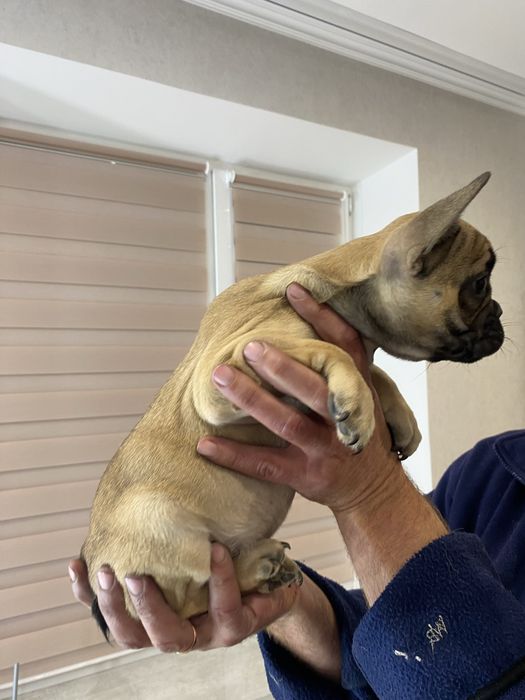 Французький бульдог