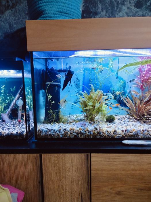 Oddam skalary i akwarium