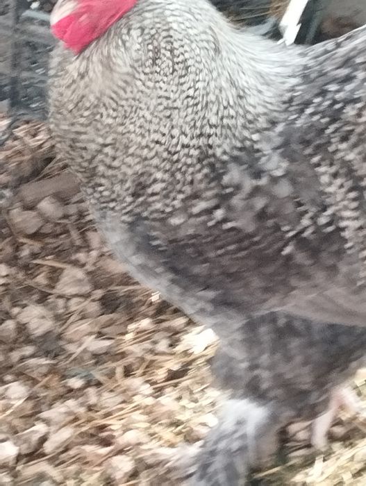 Ovos Férteis Maline