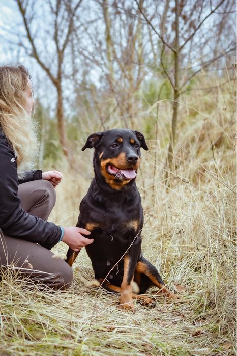 Carna- suczka w typie rottweilera czeka na odpowiedzialny dom