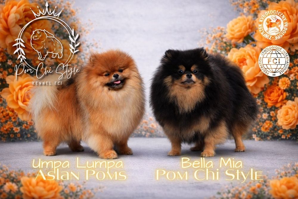 Szpic miniaturowy ZKwP FCI