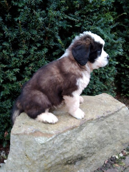 Bernardyn długowłosy -  szczeniak FCI ZKwP