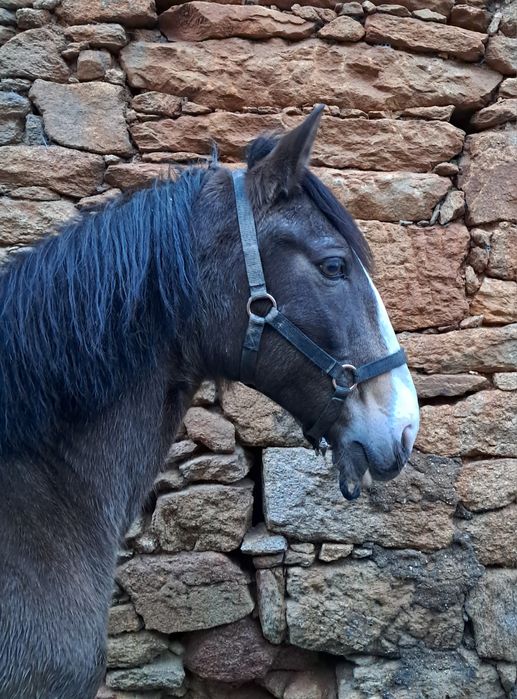 Para venda egua montada