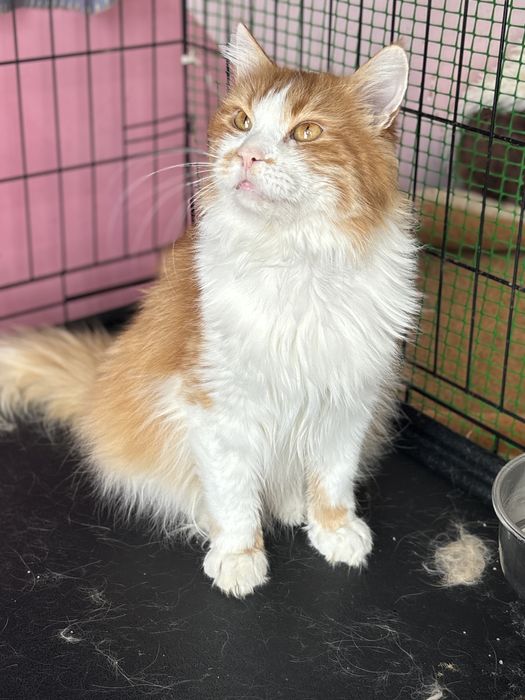 Шовковистий кіт у найкращу сімʼю