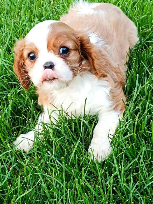 Cavaljer King Charles Spaniel (Suczka)