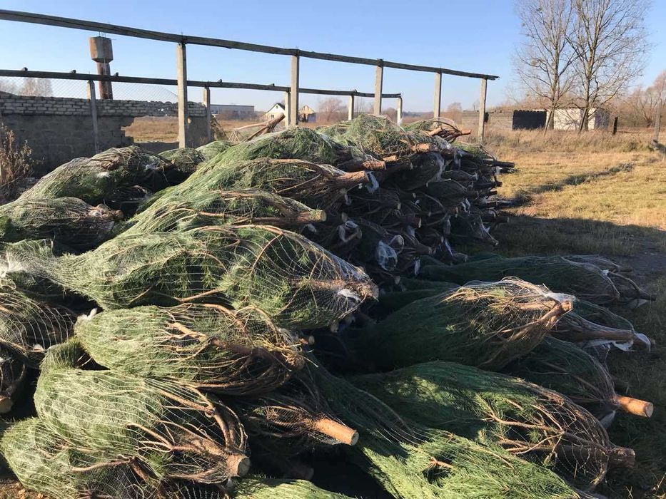 Продам новорічну сосну ОПТ Київ