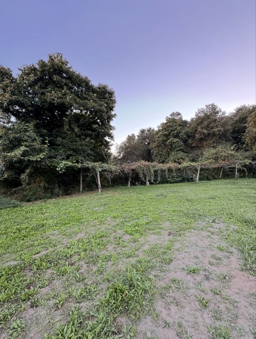 Alugo Terreno Agricula / Cultivo