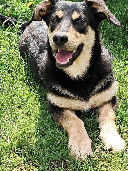 9-mcs Gucio czeka na kochający domek. Adopcja!