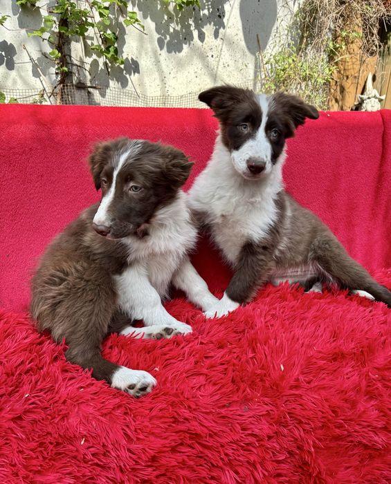Border collie-suczka