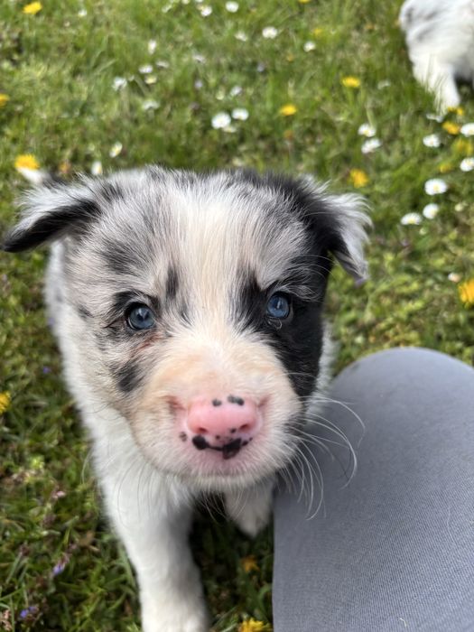 Szczeniak Border Collie