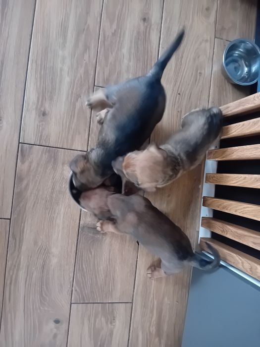 Oddam za darmo pieski.