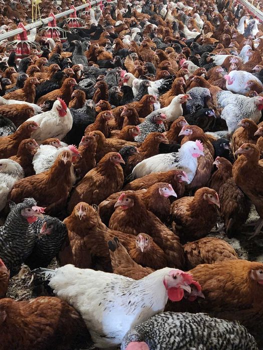 Kury nioski Rosa z pierwszym jajkiem. Dominant z wolnego wybiegu.Dowóz