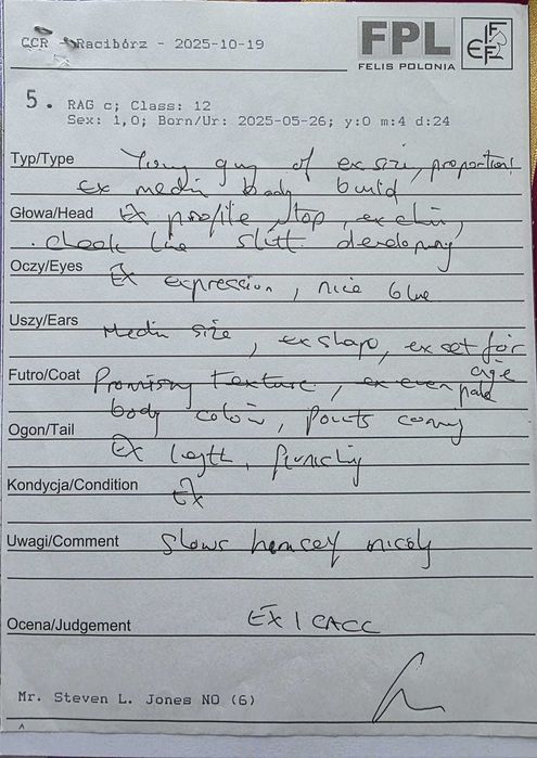 Ragdoll Śląsk FPL/FIFE