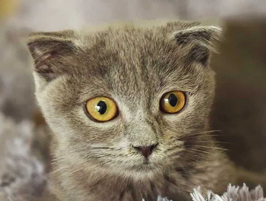 Кішечка, кішка, кошеня, ніжна Бренда (4 міс.)