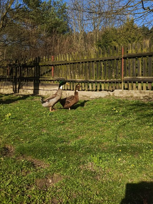 Parka kaczka staropolska dzika