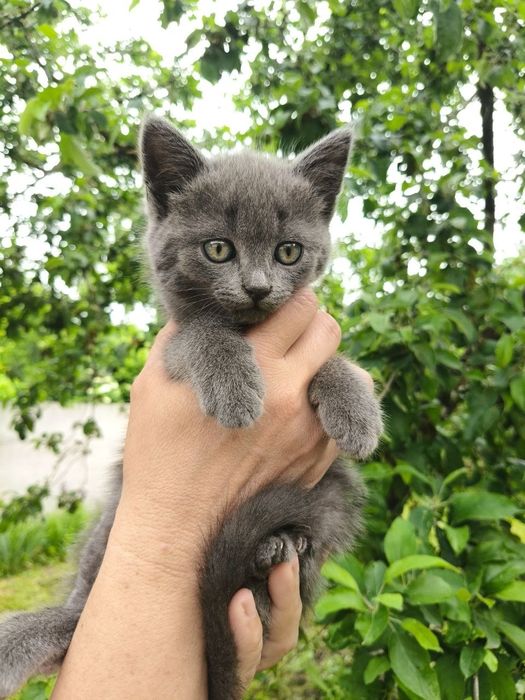 Котики Британці шукають люблячу родину