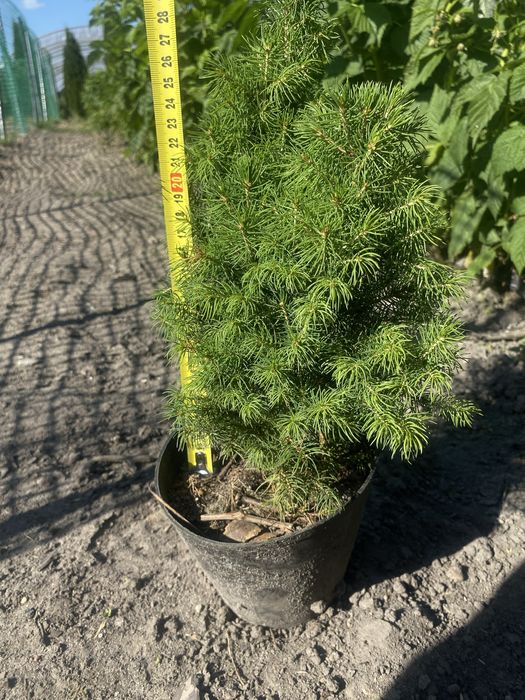 Świerk Conica sadzonki