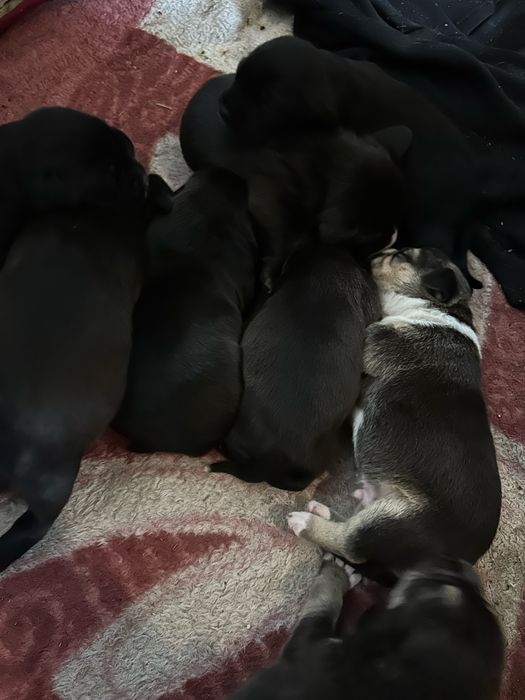 oddam pieski po matce amtsaff