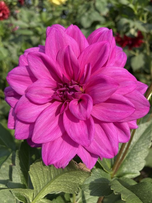 Жоржини георгіни квіти