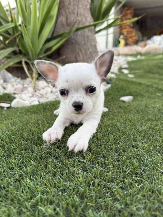 Chihuahua miniatura