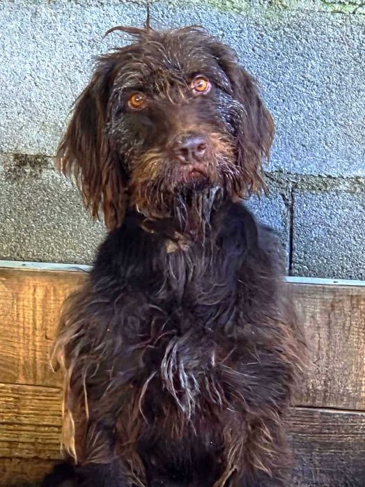 Cadela Drahthaar com 4 anos