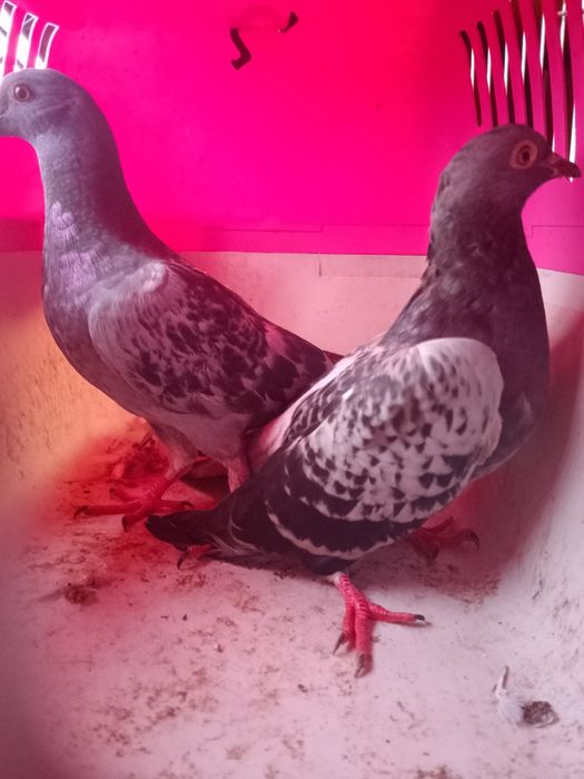 Vendo casal de pombos