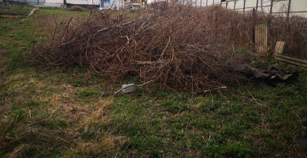 прийму Гілки дерев,кущів.