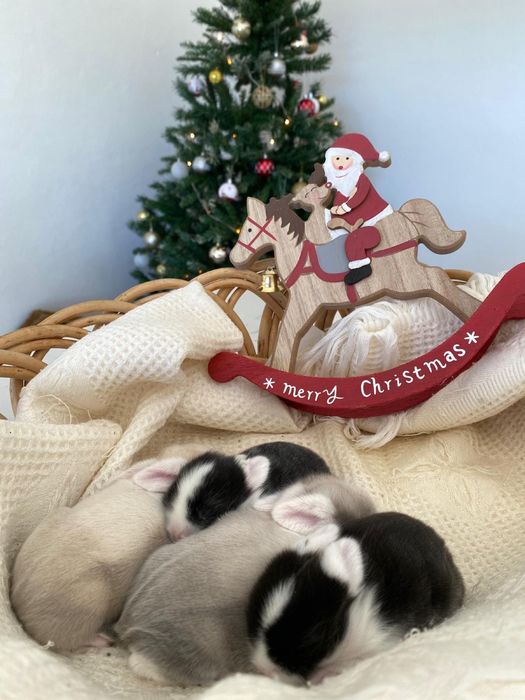 Coelhinhos anões mini lop (orelhudos)
