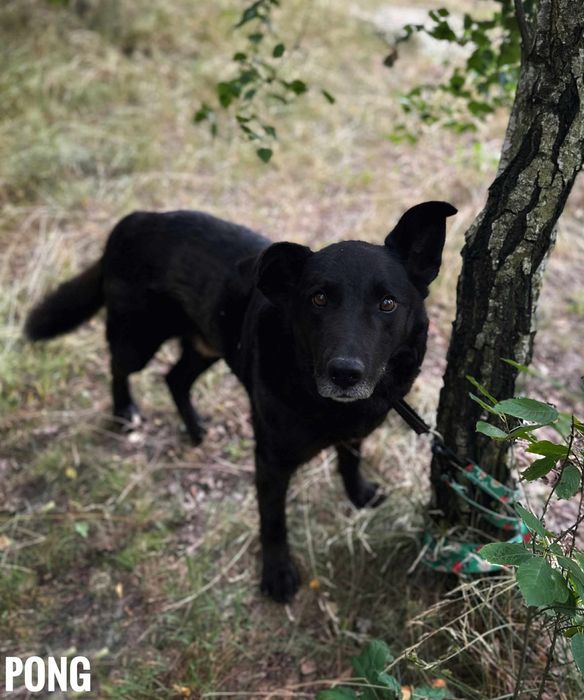 Duży, łagodny w typie labradora, Pong, adopcja za darmo oddam