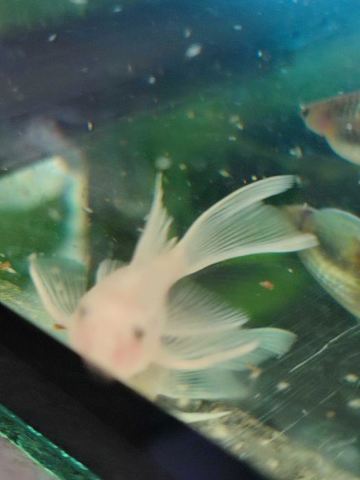 Ancistrus sp L-144 Snów White