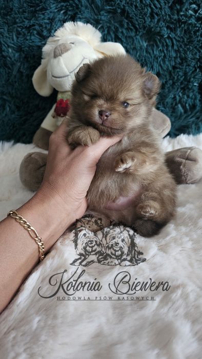 Szpic Miniaturowy/Pomeranian Chocolate/Chocolate &Tan piesek Paszport!