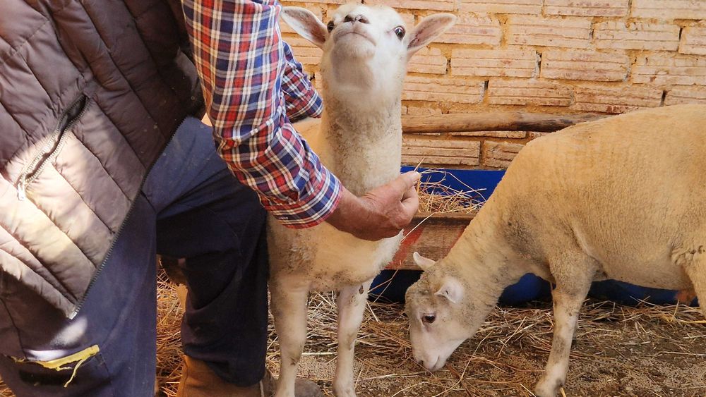 Borregos TEXEL para reprodução