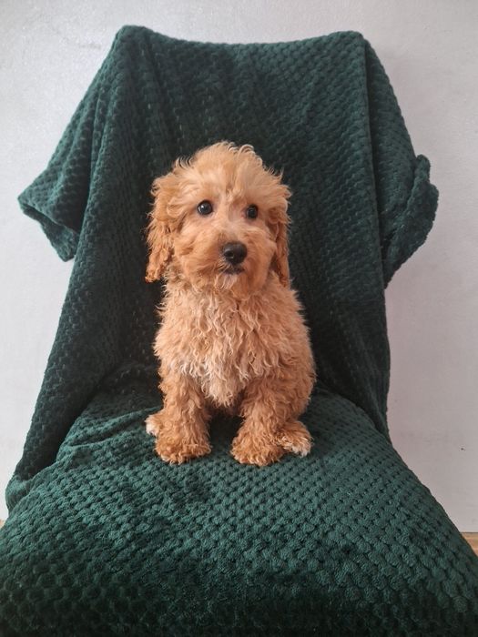 Pudel miniaturowy-chlopczyk