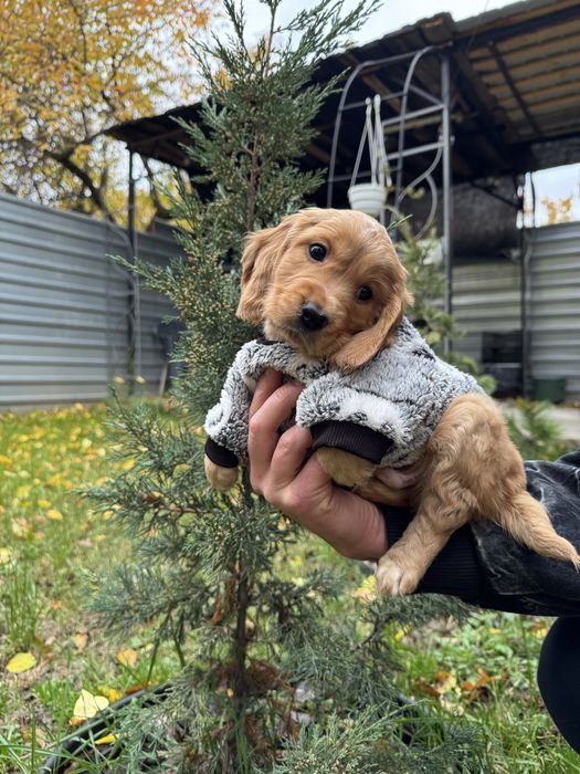 Маленькі руденькі дітки з паспортом